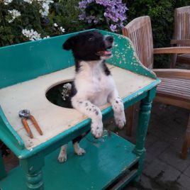 Tommy the Collie Dog in a Vintage Washstand