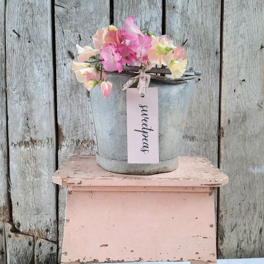 Sweet Peas