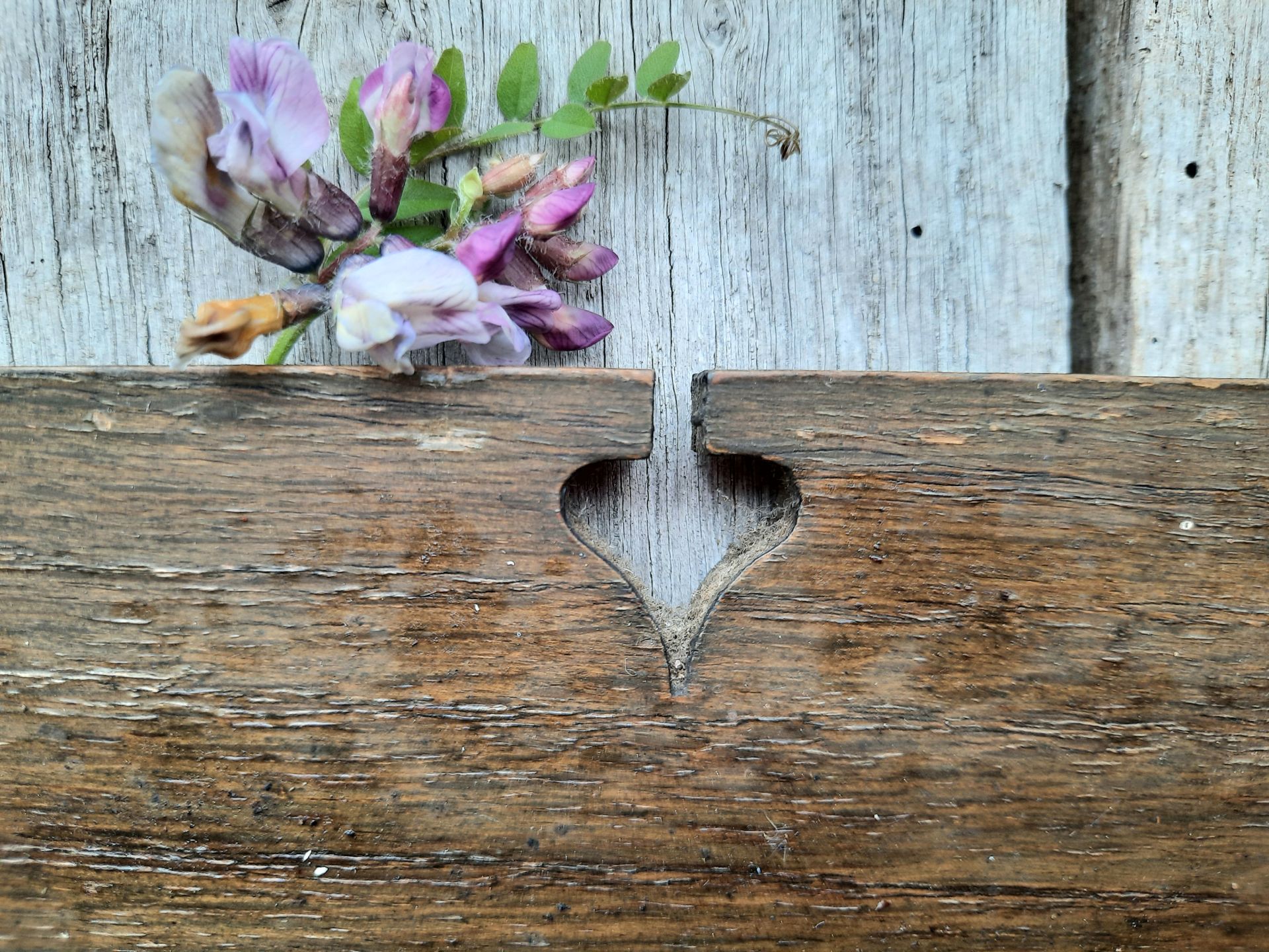 Rustic Wooden Shelves for Sale Shelves And Bookcases Trunk Vintage Furniture