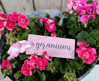 Henrietta Pink 