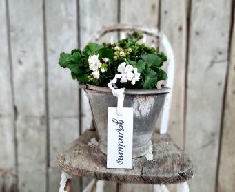 Old White
