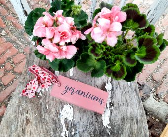 Scandinavian Pink Salmon