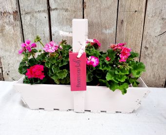 Capri Pink