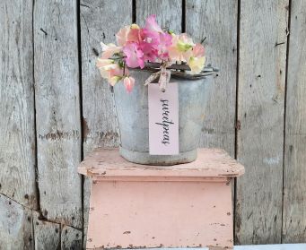 Antoinette Pink