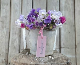 Henrietta Lilac Pink