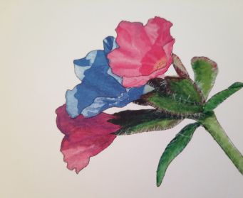 Pulmonaria Greeting Card
